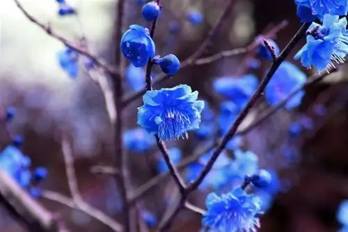 其它 踩云观月的美篇 写美篇 美在人间系列之 中国名花花中之魁—梅花