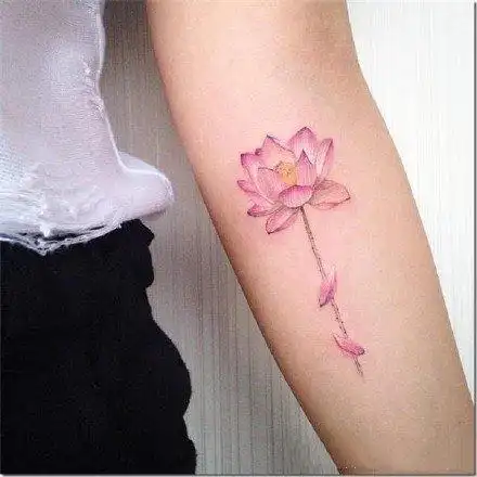 出淤泥而不染的粉红荷花纹身图案49
