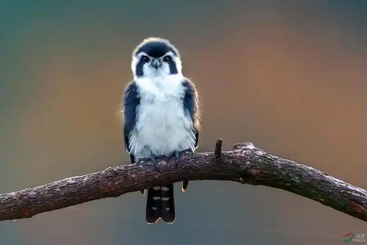 自然界中黑白色系的动物黑白相间的动物