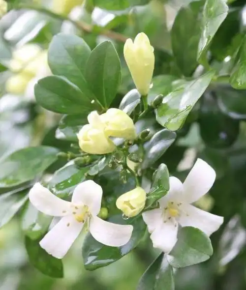 七里香与九里香的区别