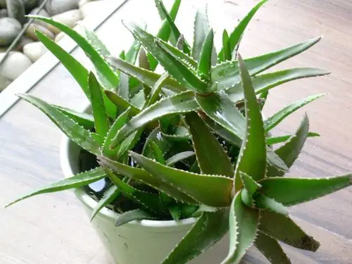 芦荟的种类,芦荟图片大全