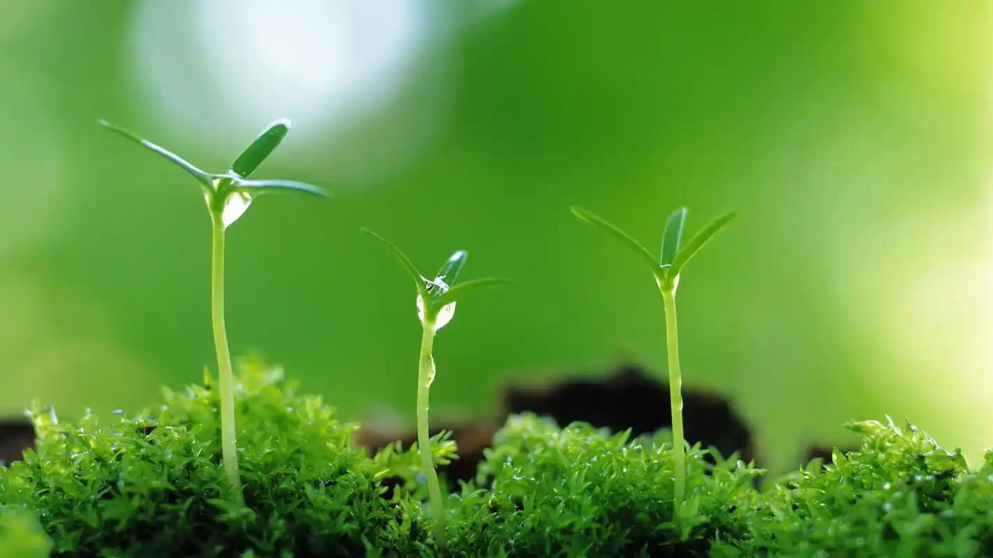 绿色植物护眼高清电脑桌面壁纸.绿色护眼高清桌面壁纸,可以保护你的双