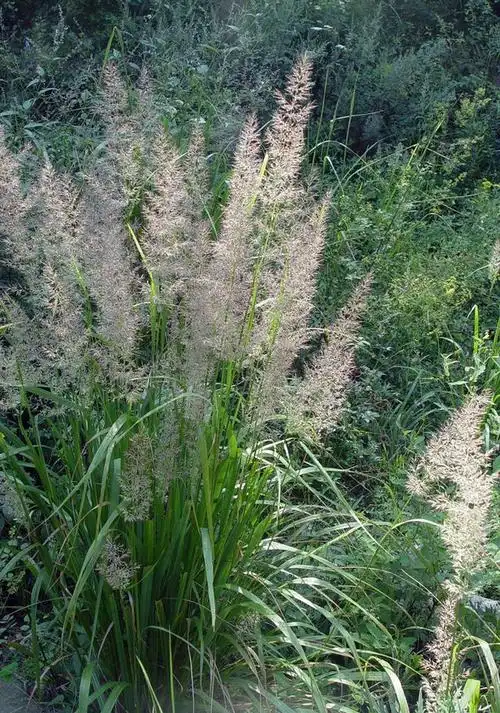 ⑿治肾炎:白茅根一两,一枝黄花一两,葫芦壳五钱,白酒药一钱.