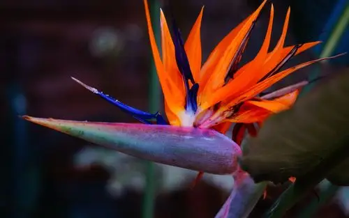 天堂鸟花唯美摄影电脑桌面壁纸图片下载