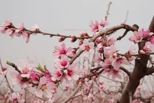 十里桃花笑春风