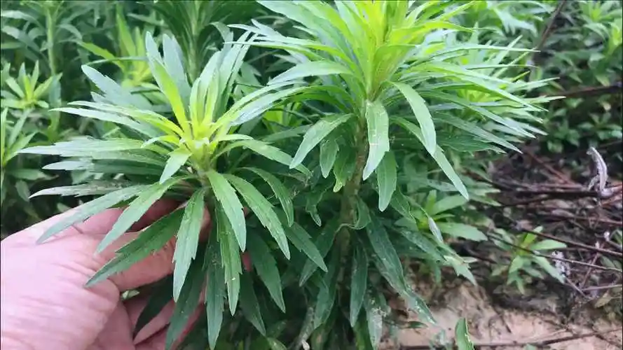 常见的"飞蓬草"煮水,好多人不知它是宝,到底有啥用途?
