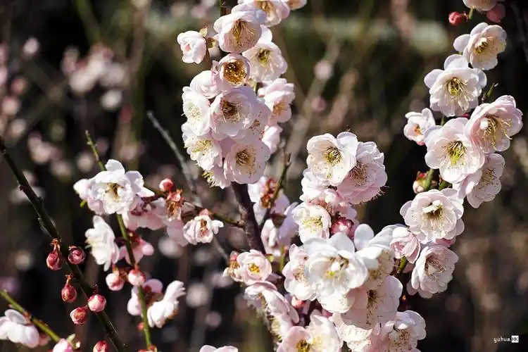 潮塘宫粉梅花一