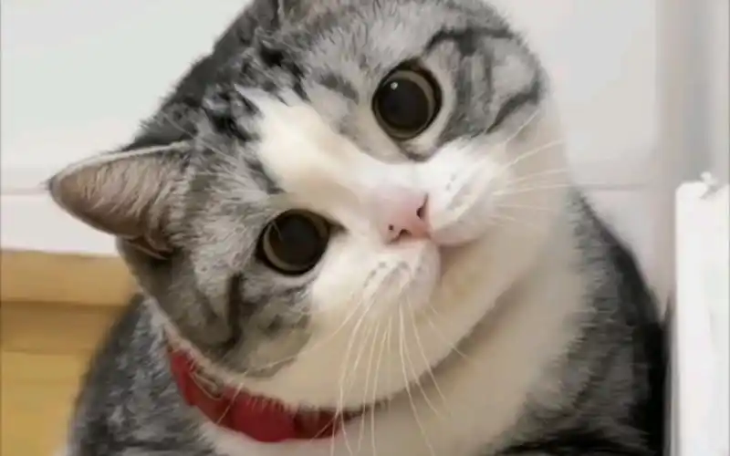 歪头杀!可爱猫咪的超强治愈力!