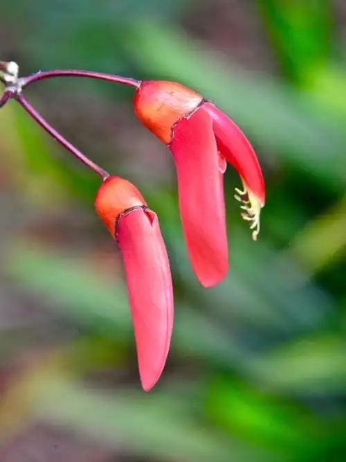 悉尼皇家植物园:净是北半球不常见的奇花异草