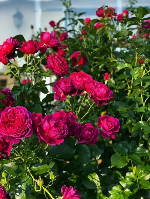 灌木月季的show time