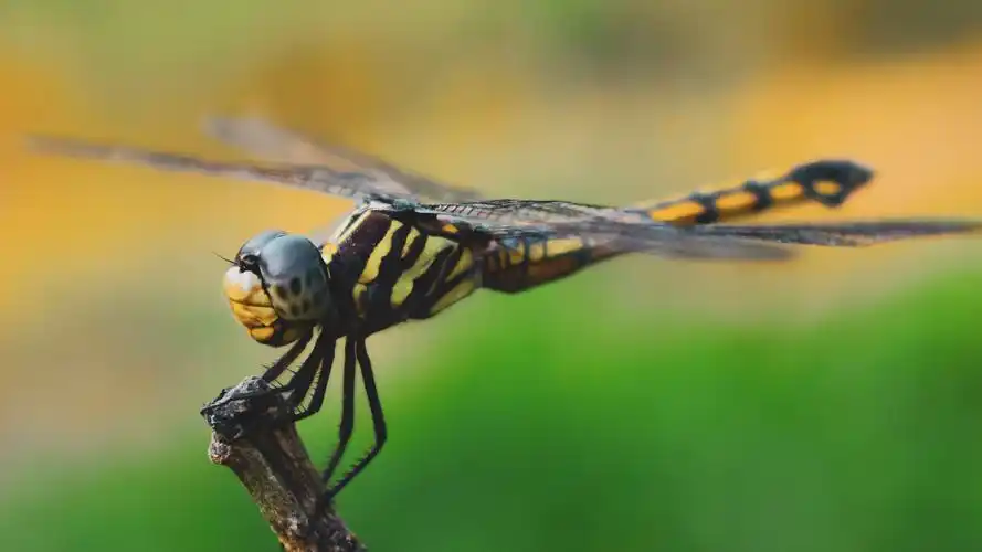 高清蜻蜓图片大全