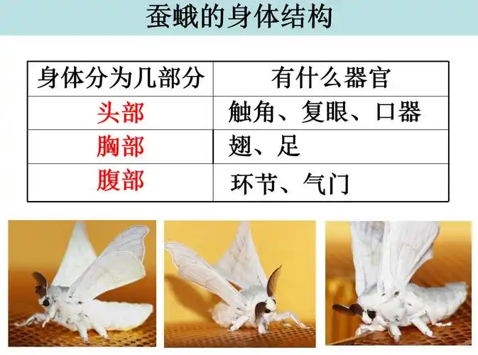 雄蚕蛾和雌蚕蛾的区别 雄蚕蛾和雌蚕蛾-图片大观-奇异网