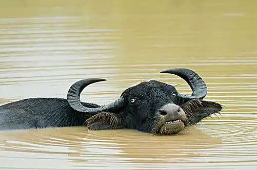 水牛图片_水牛图片大全_水牛图片素材
