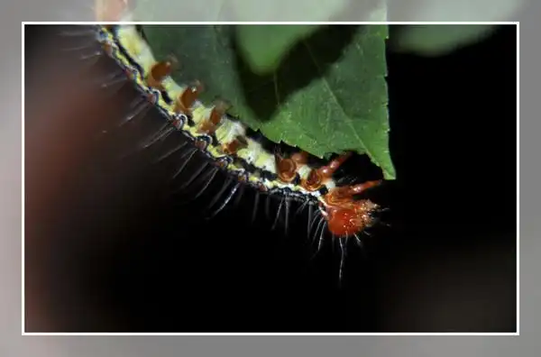 苎麻夜蛾幼虫