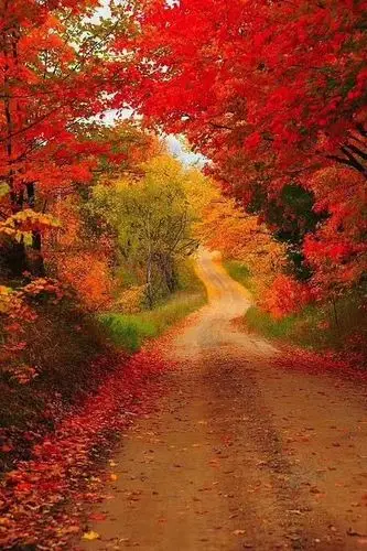 一抹秋景一份情