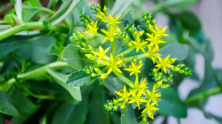 三七草长什么样