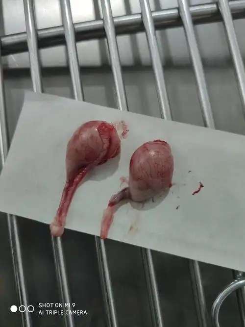 【讨论】那个……想看看大家崽崽绝育割下来的蛋蛋图片(有蛋蛋图慎入)