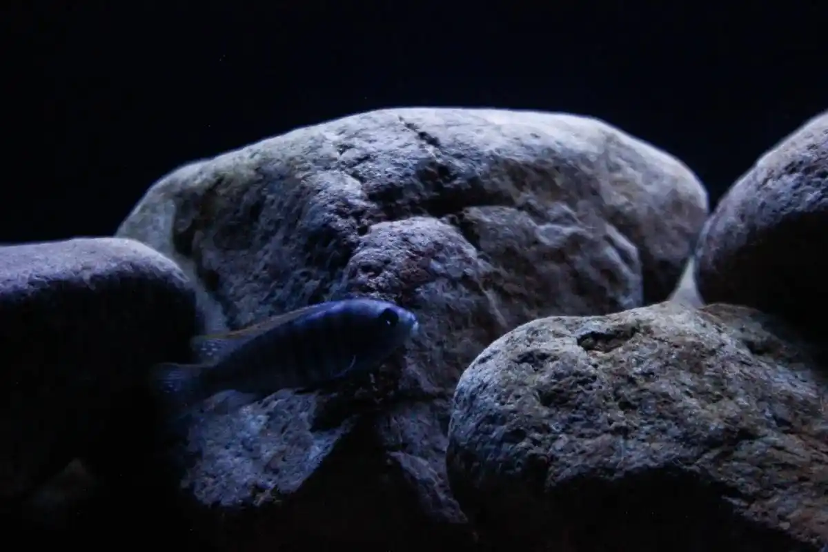 分享以前养鱼拍的图片～#养鱼日记 #三湖慈鲷 #虾虎鱼 # - 抖音