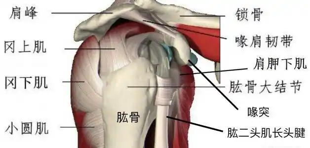 肩关节疼痛之肩袖损伤_肩关节损伤_介绍_发病原因_症状表现 - 好大夫