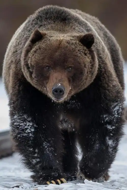 组图:摄影师惊喜邂逅知名的加拿大灰熊