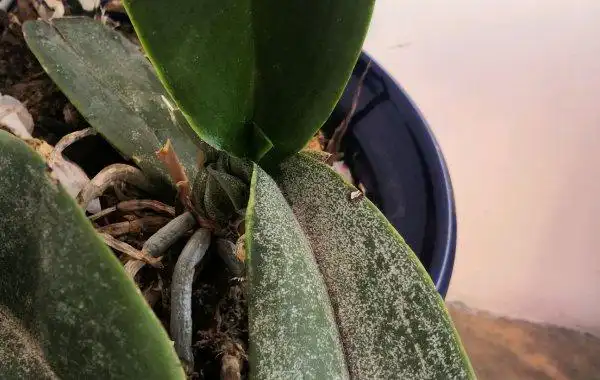 蝴蝶兰花叶子长斑点怎么管理?