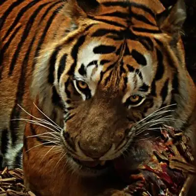 个性凶猛威风的老虎qq微信霸气头像图片