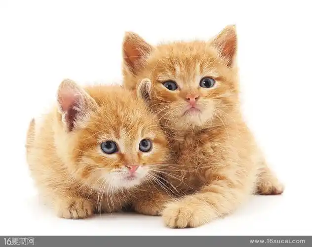 两只依偎在一起的小猫咪高清图片