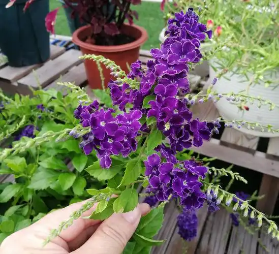 紫色的花有哪些(开紫色花的植物品种大全及花名)-第9张图片-索考网