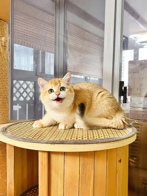 我的萌宠  #蓝金渐层  #英短金渐层  #金渐层  #英短  #上海金渐层猫