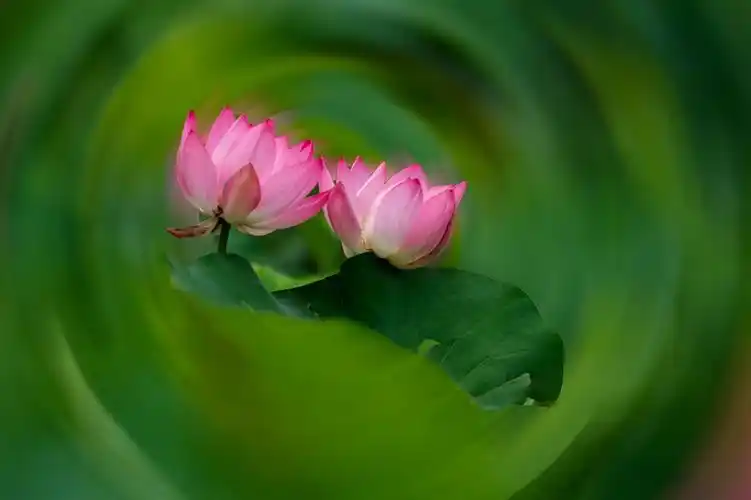 相近相似的两朵莲花