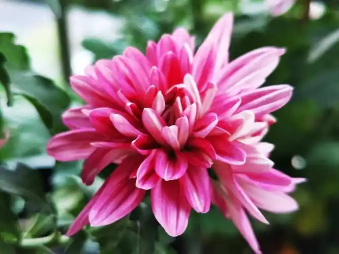 新年有新的福气花,生肖对应的花,就是你的幸运花