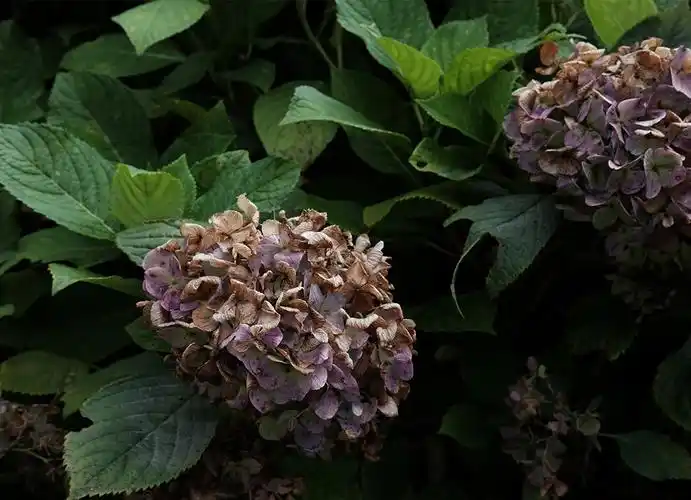 5. 收紧凋谢的绣球黑色周围的区域.