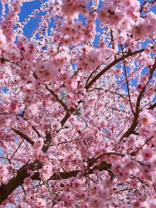 春日·海勃湾丨三月桃花开