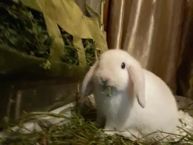 认真吃草的兔宝宝