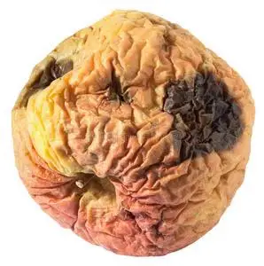粉碎苹果腐烂的干的恶心的苹果照片