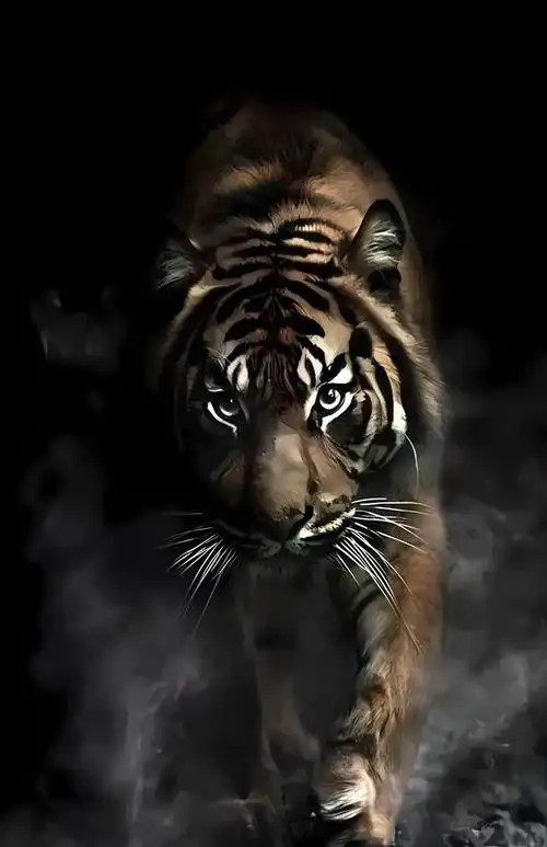 从前,这里有一只臭名昭著的老虎,它凶悍异常,让其他野兽闻风丧胆.