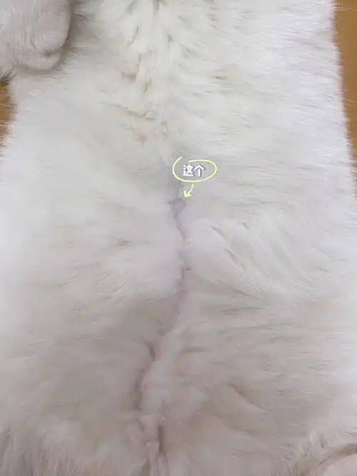 以为是缺了一块毛反正小猫咪也不会上网发她肚脐眼给大家伙看看#猫猫