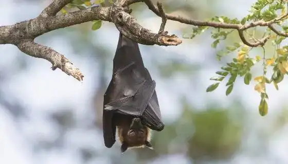 蝙蝠为什么倒挂着睡觉