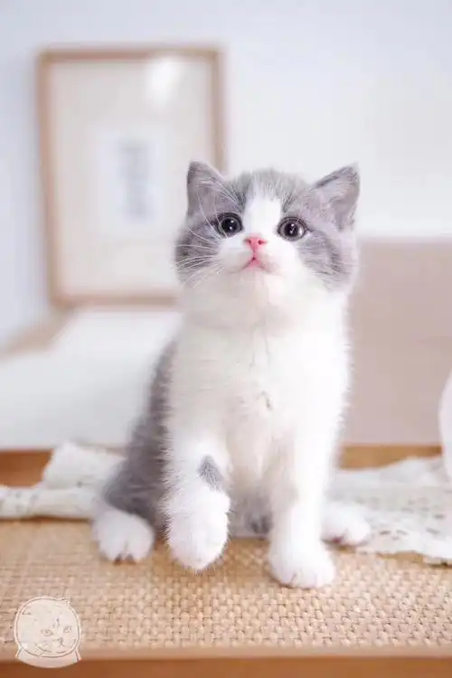 纯种折耳美短英短蓝白蓝猫金银渐层加菲猫布偶猫猫咪
