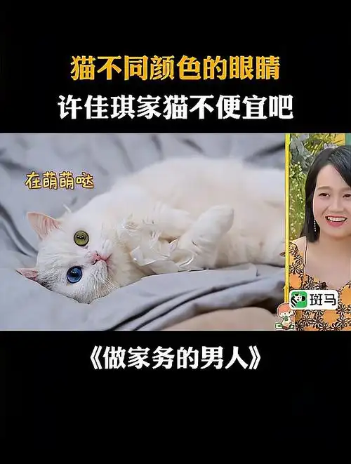猫不同颜色的眼睛,许佳琪家猫不便宜吧-度小视