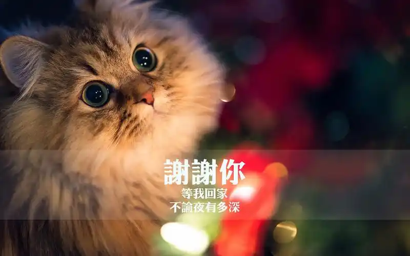 小清新文字桌面高清壁纸第五辑