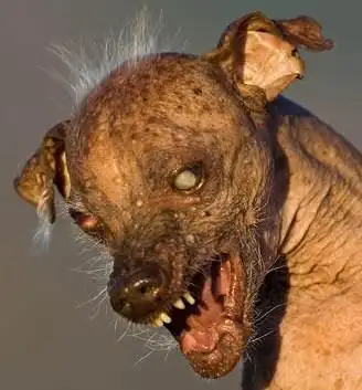 有种狗 特别恶心 不知道是什么品种的