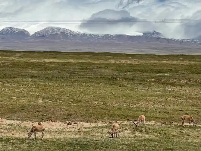 可可西里无人区