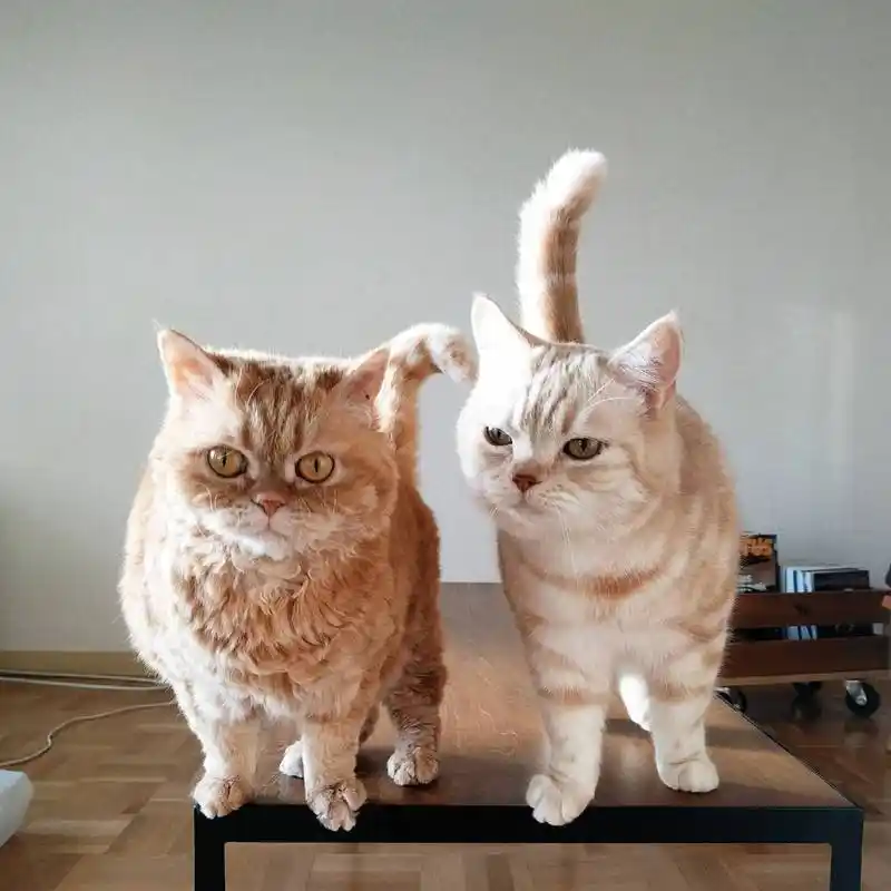 超萌!养一对猫咪姐妹花,每天都爱意满满