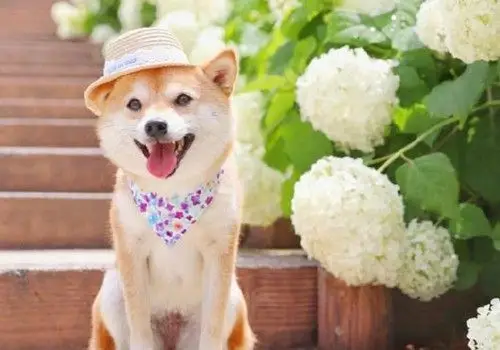 治愈系微笑柴犬图片_超萌可爱狗狗