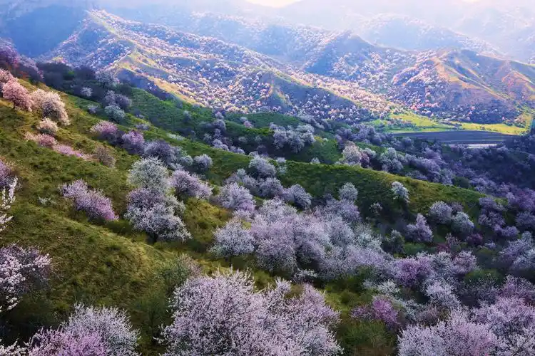 最美的景都在路上……伊犁大西沟野杏花