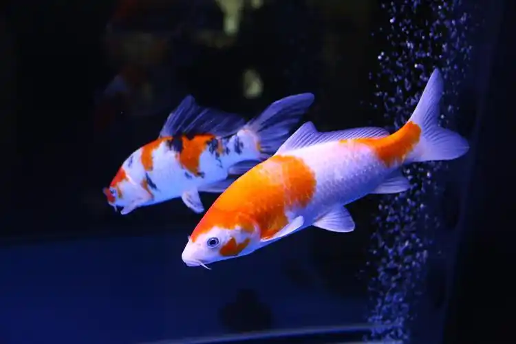 水中游动的宝石