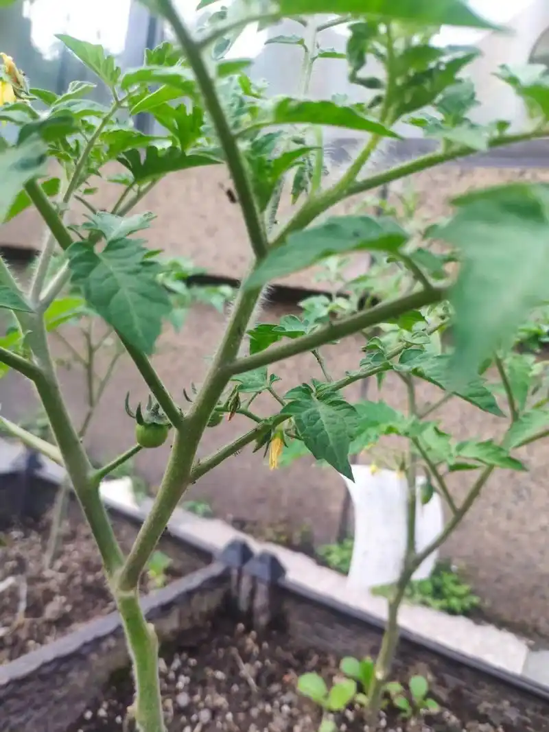 番茄秧苗上很多这种黑色小飞虫 用粘纸粘下来好多,发现除不干净啊