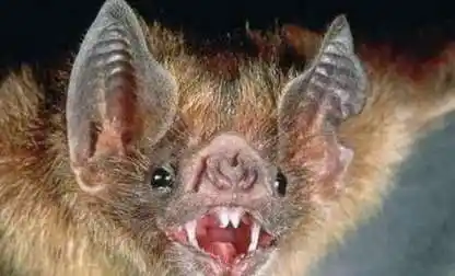 吸血蝙蝠世界上最为恐怖的蝙蝠之一并且是真的吸血