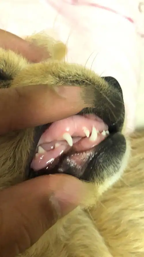 看狗牙齿这狗几个月了? 看一下狗狗几个月了.